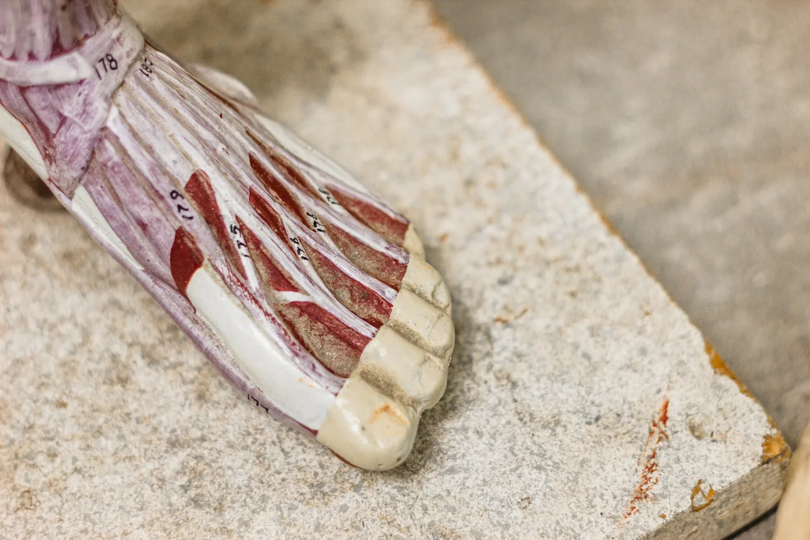 The Connective Tissue Explained: Understanding Ligaments