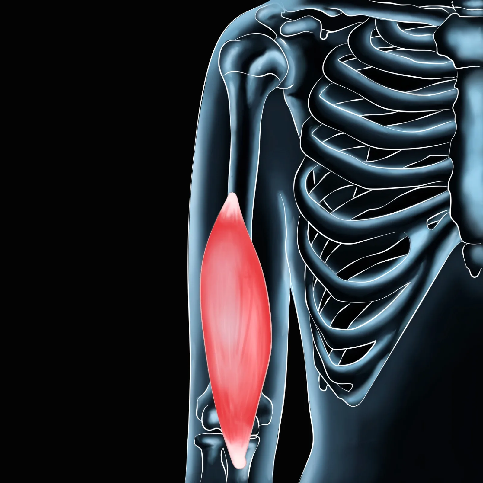Brachialis Muscle Pain Relief for Active Individuals