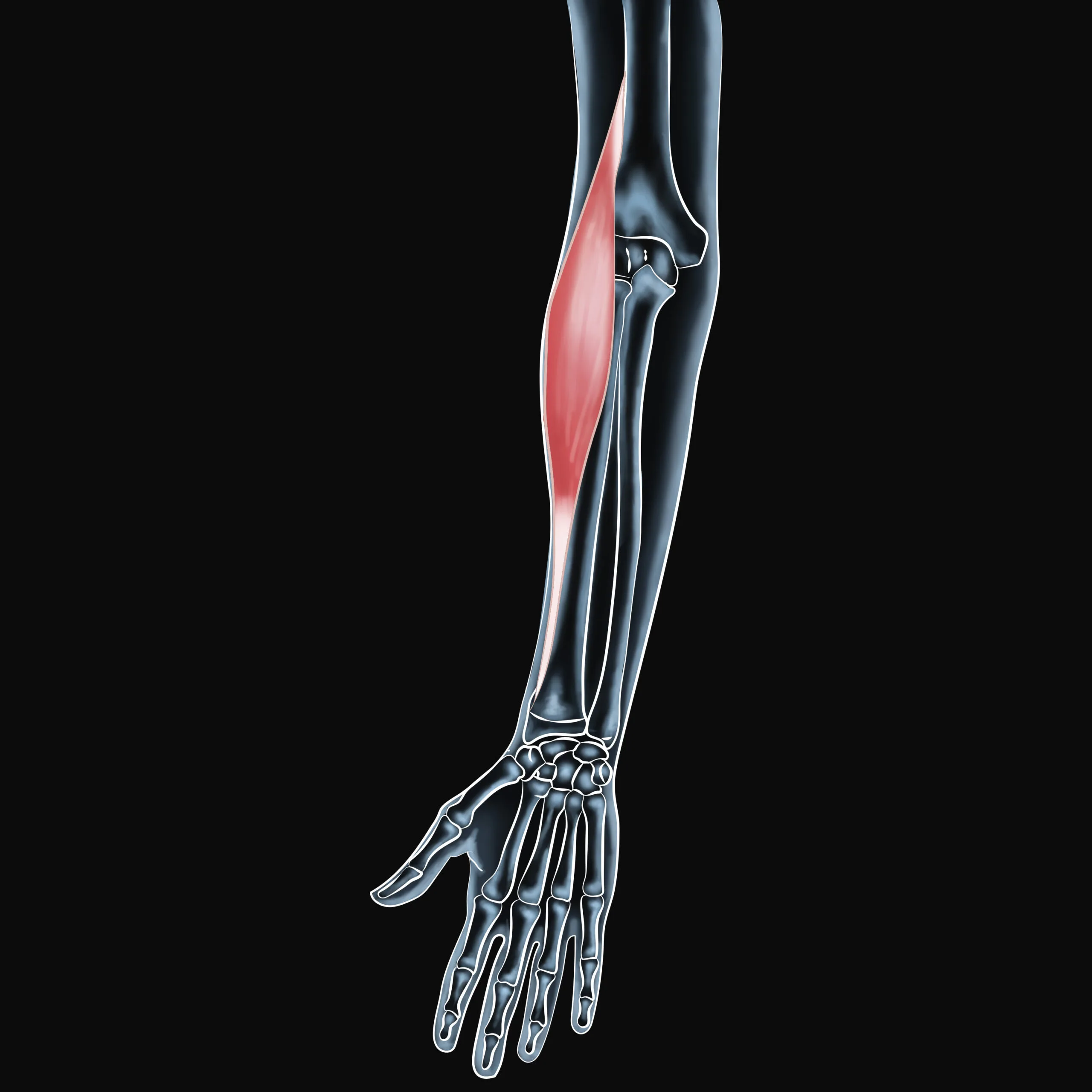 Brachioradialis Muscle Pain: Recovery &amp; Relief