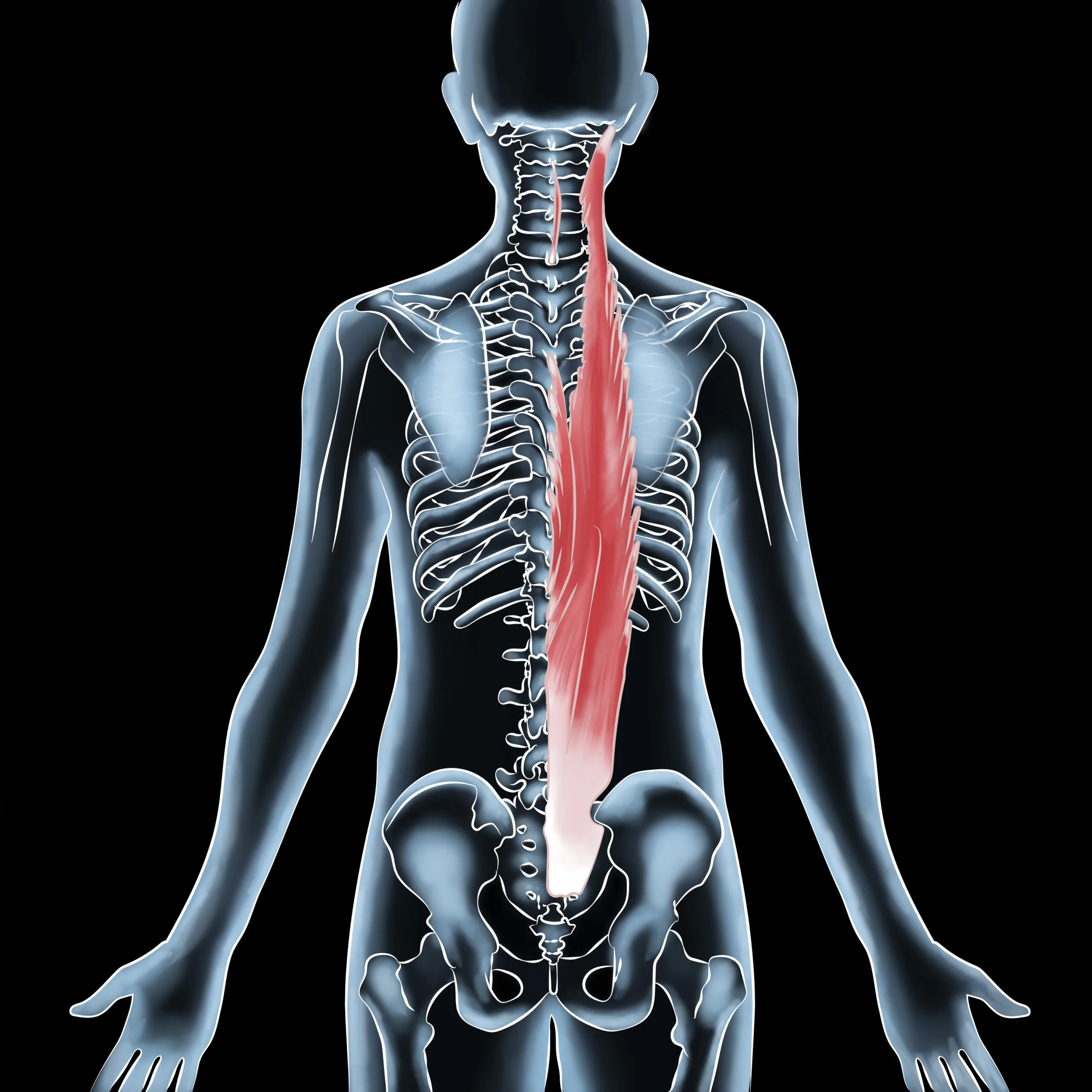 BEST Erector Spinae Strain Guide – Relieve Pain: Stretches &amp; Strength Tips