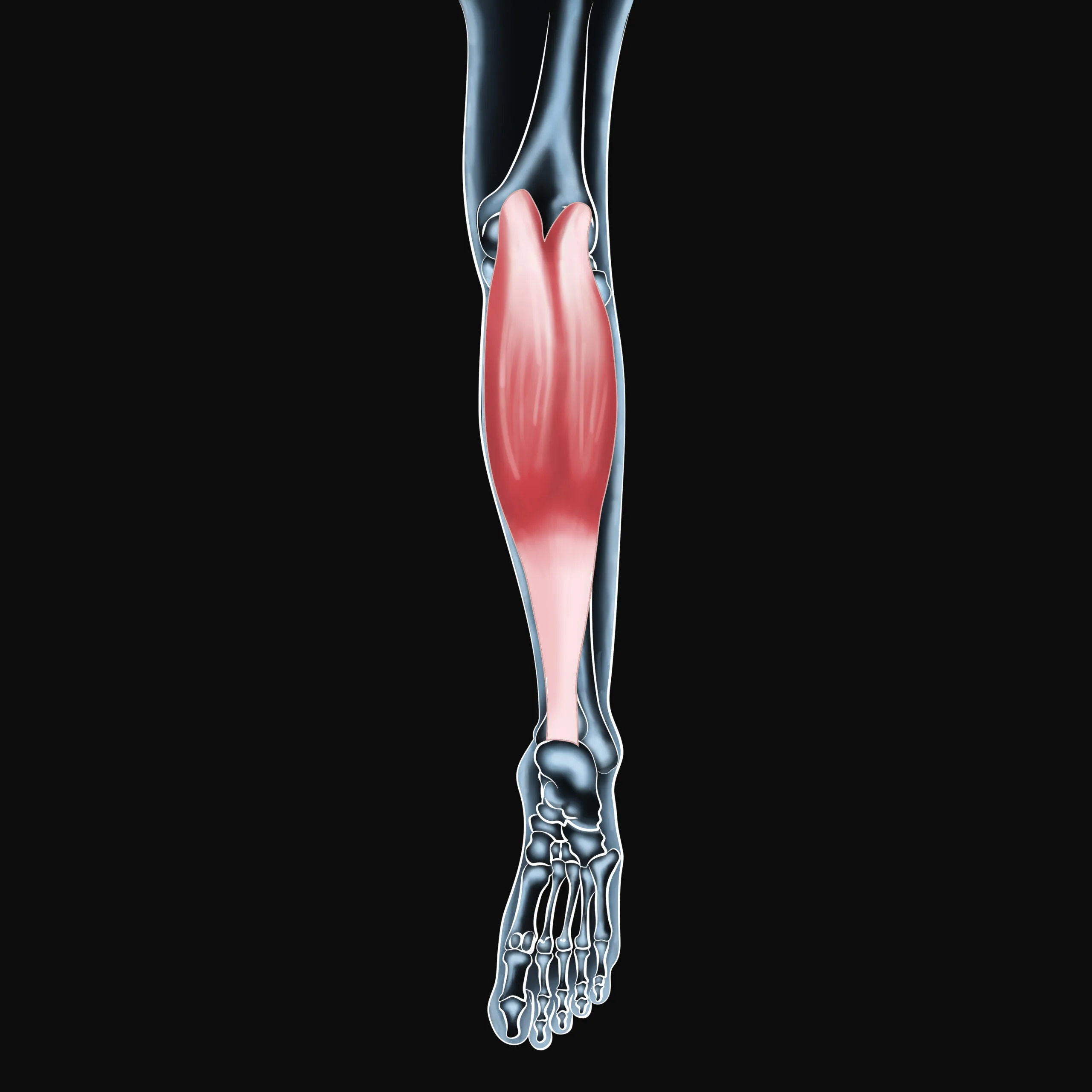 Calf Pain Solutions: Protect Your Gastrocnemius Muscle
