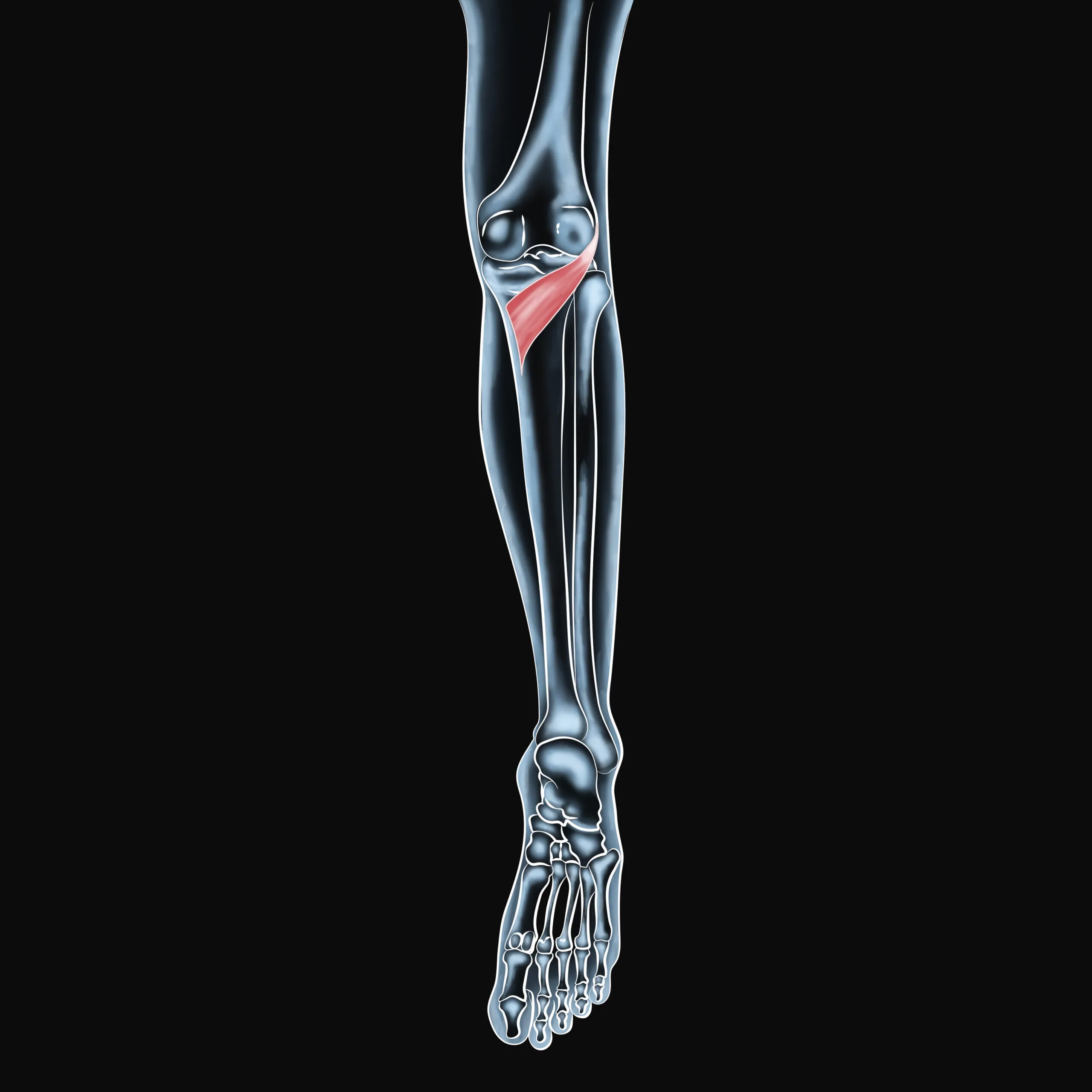Popliteus Muscle Stretches: Relieve Knee Pain and Boost Stability