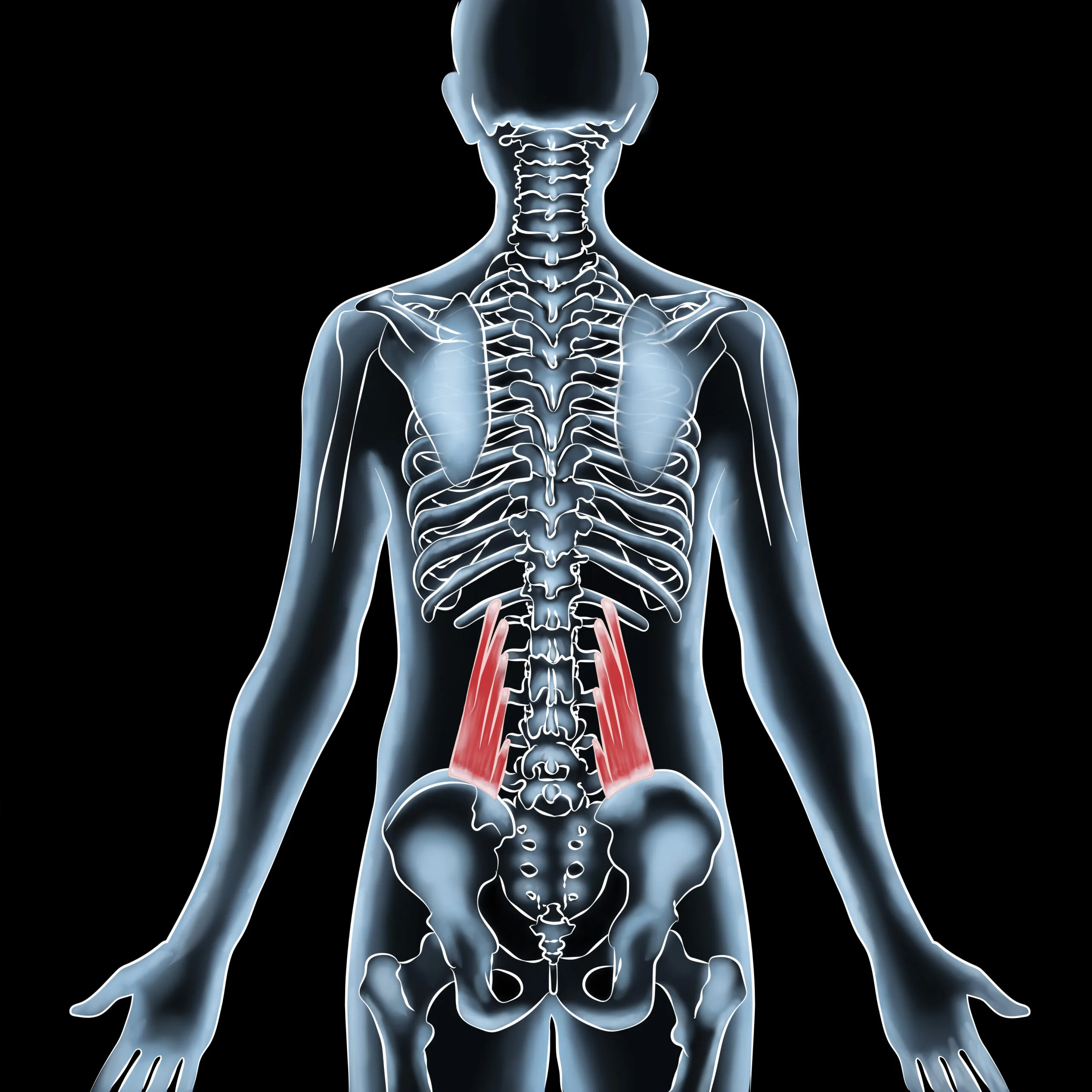 Relieving Quadratus Lumborum Pain: Stretching &amp; Recovery Tips for Active Lifestyles