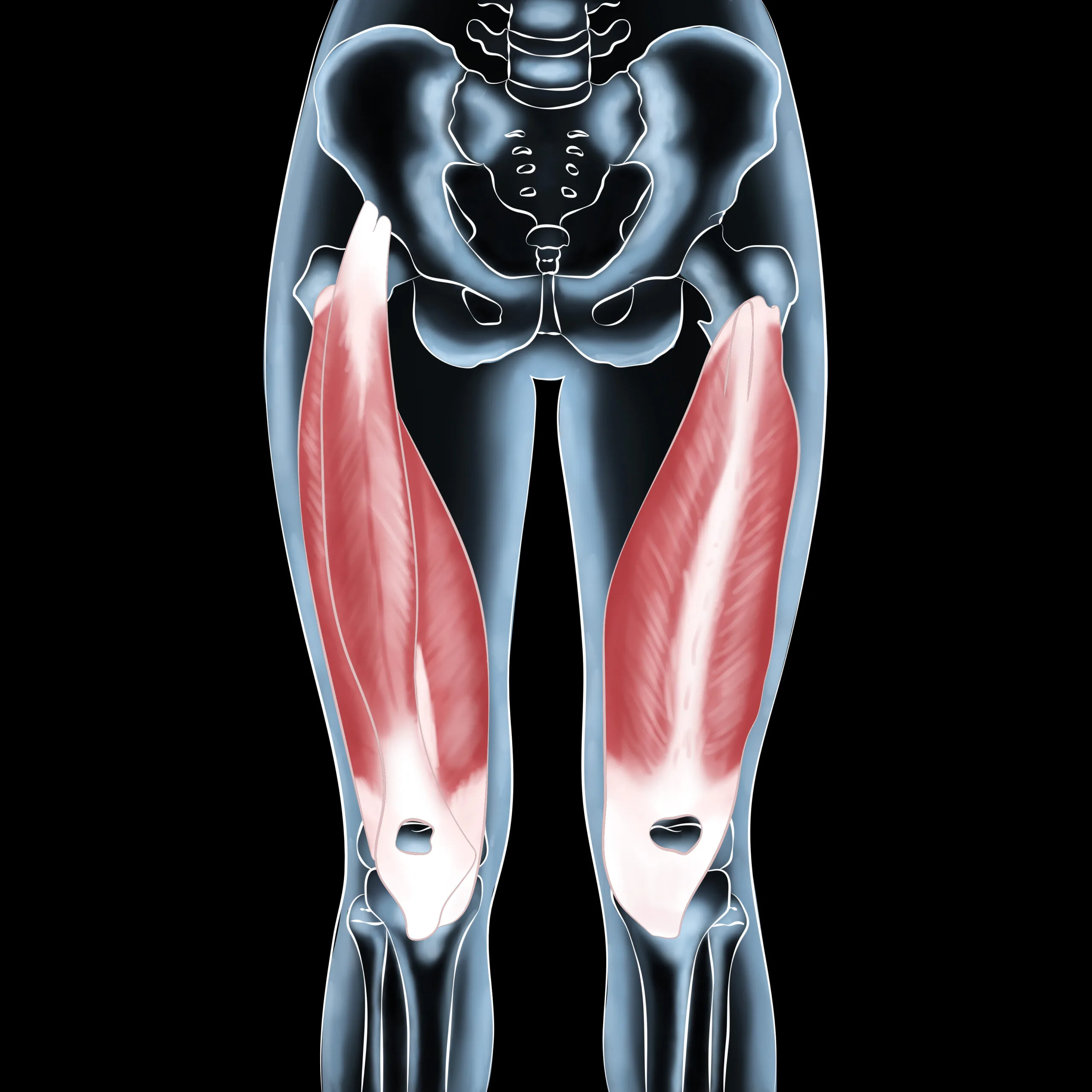 Quadriceps Strength and Care: A Complete Guide for Athletes