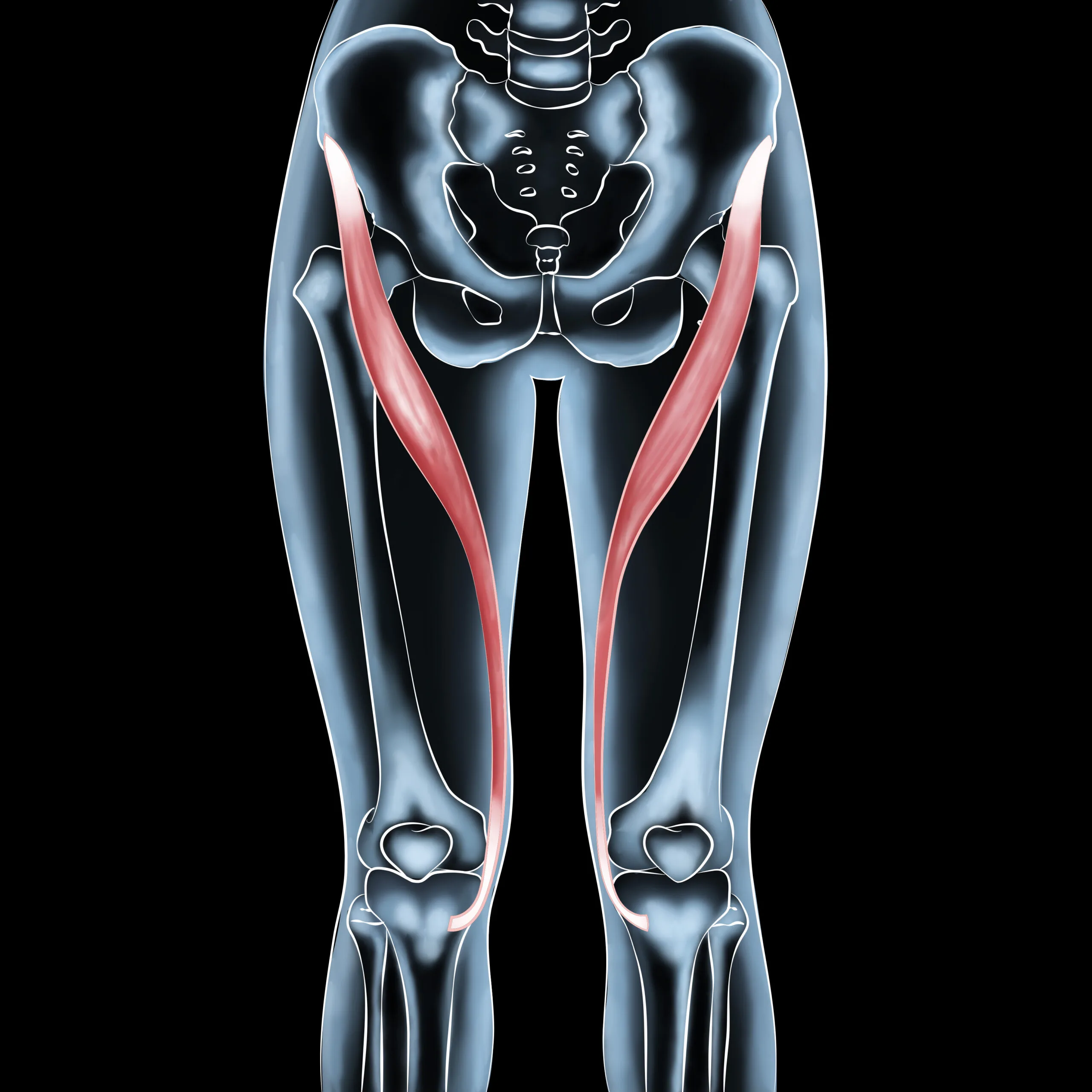 Sartorius Muscle Pain: Causes, Treatment, and Recovery