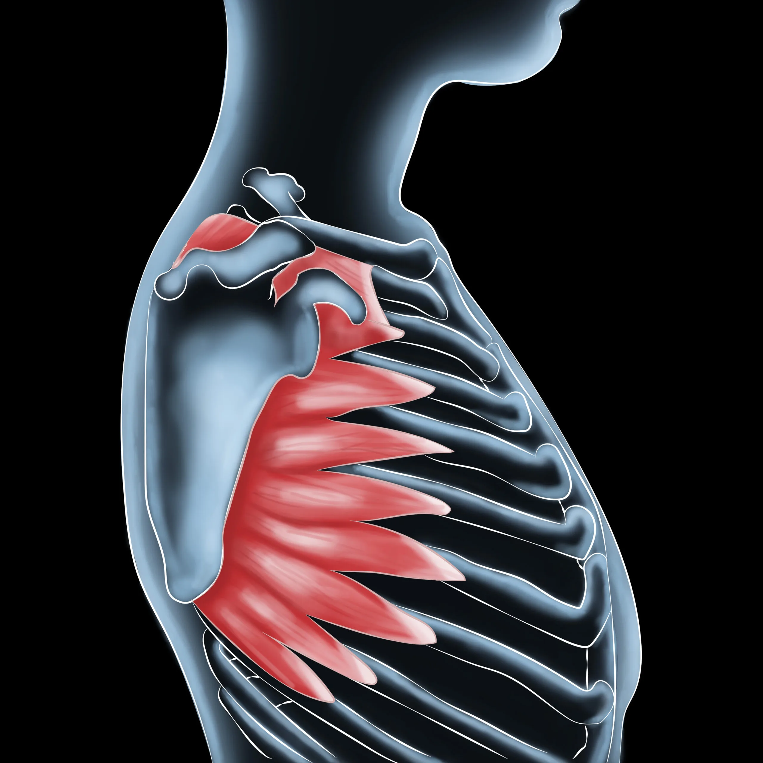 Serratus Anterior Pain: Causes, Stretches, and Effective Treatments