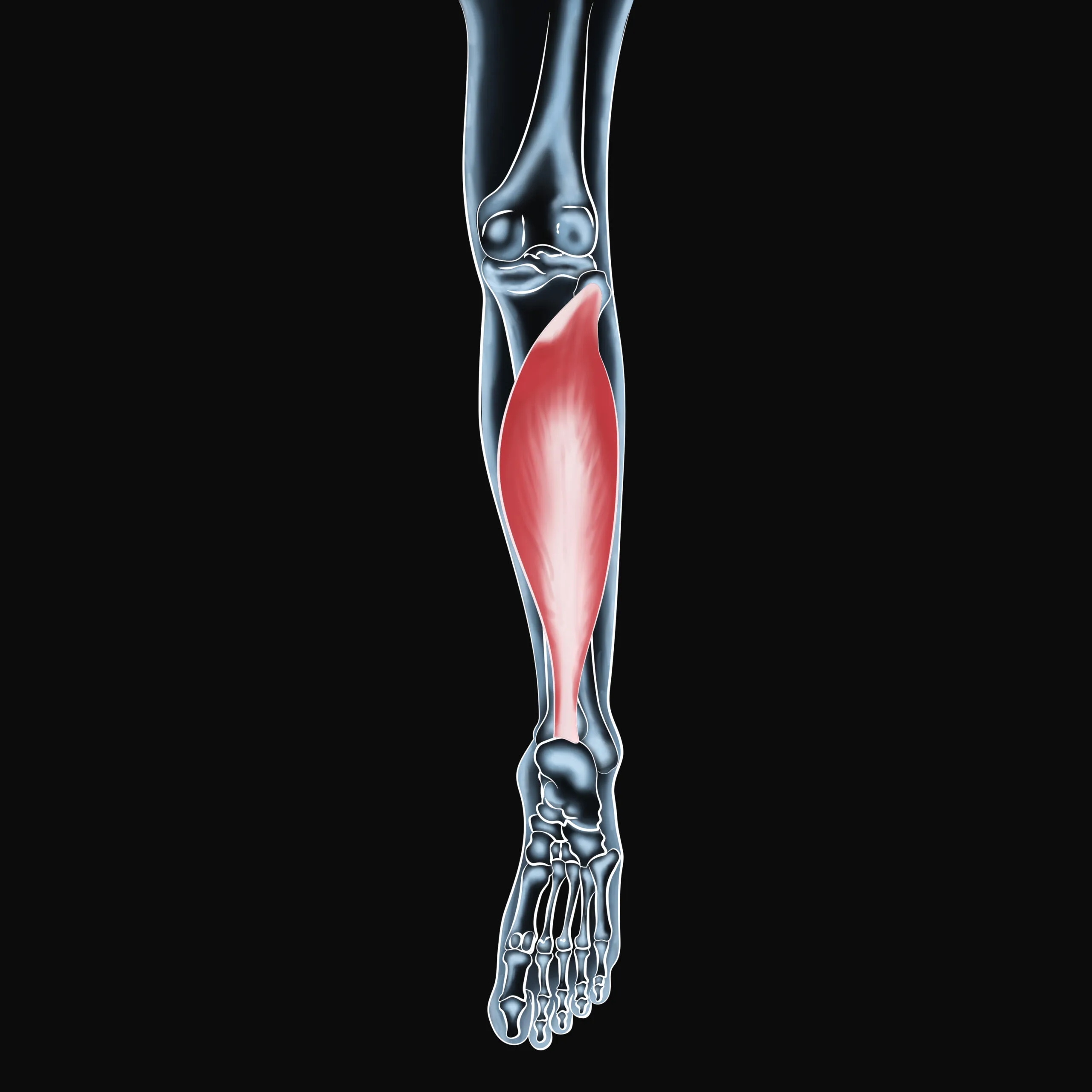 Effective Relief for Soleus Muscle Pain