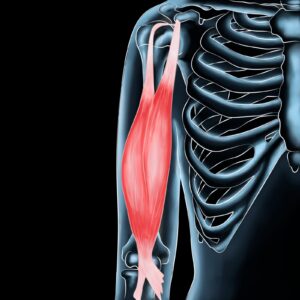 Biceps Brachii Muscle