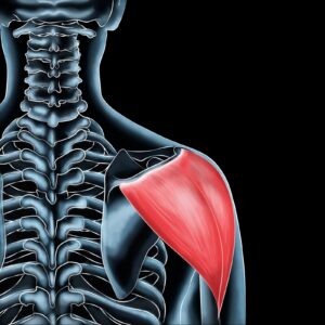 Deltoid Muscle