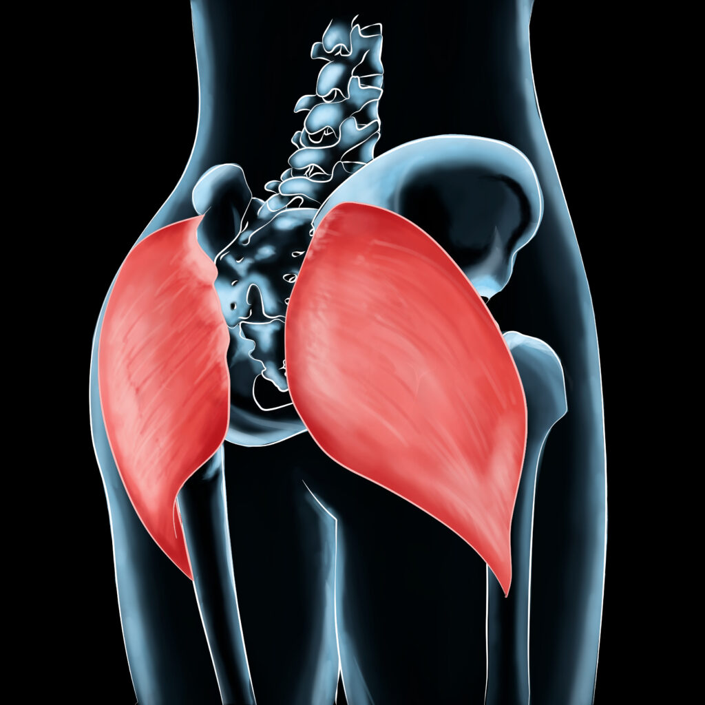 Gluteus Maximus Muscle