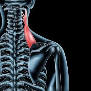 Levator Scapulae Muscle