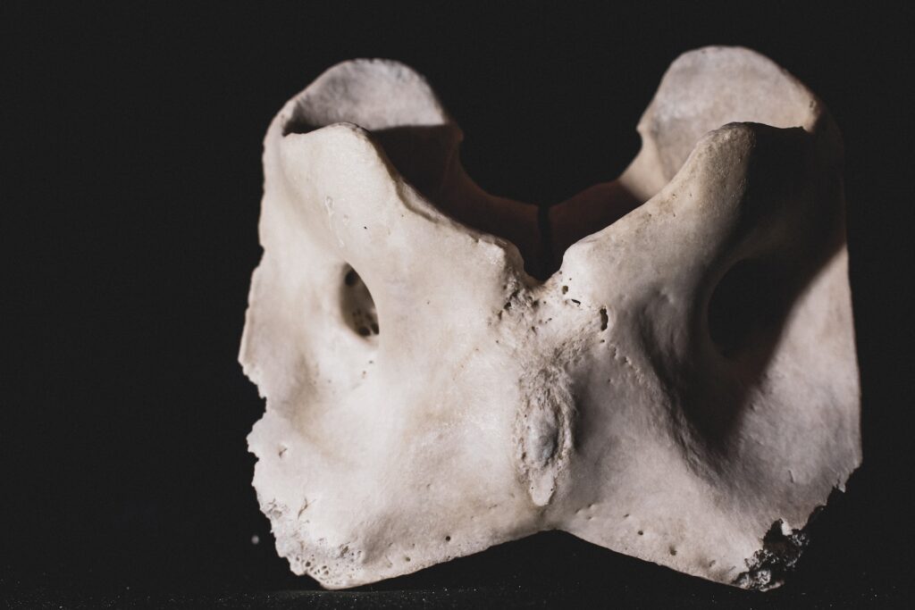 What is the Atlas Bone?