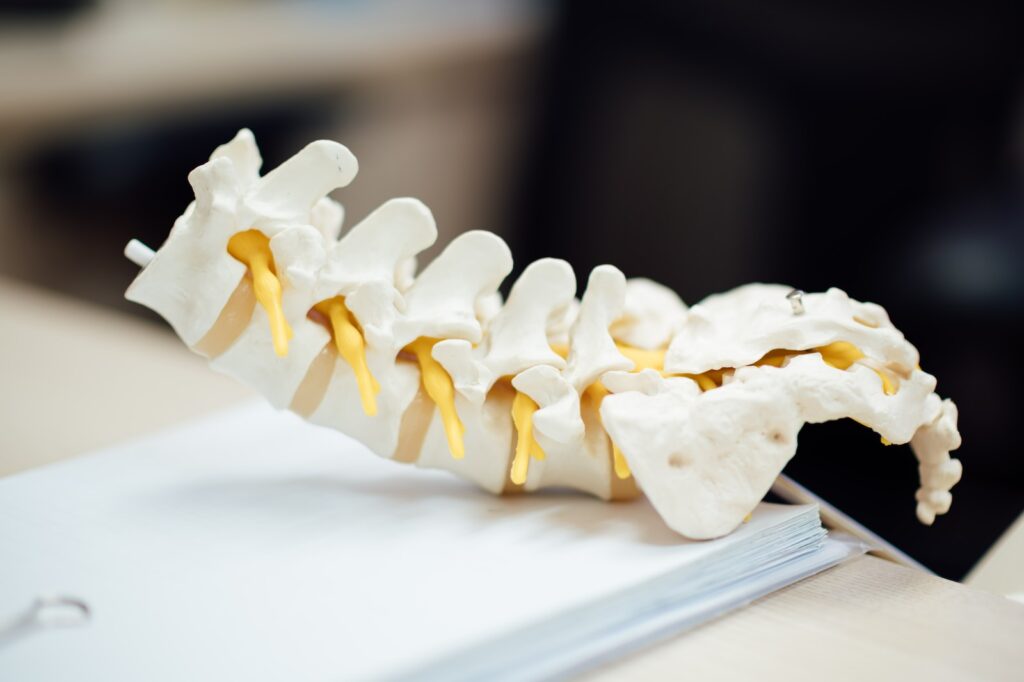 What is the Cervical Spine?