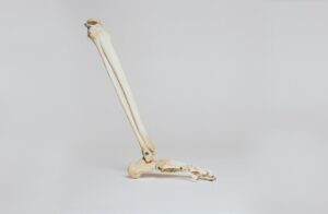 Tibia